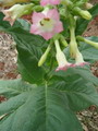 cultivated tobacco